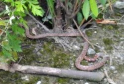 晓蛇最新爆料,娱乐圈最新爆料大起底